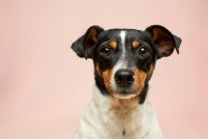 Black and white dog on pink background