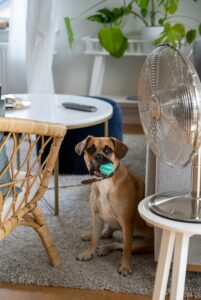 A medium-sized, short-haired tan and brown dog sits on a textured grey area rug in a bright, modern living room. The dog is looking directly at the camera with an alert, playful expression, holding a small teal toy ball in its mouth. In the foreground to the right, a classic metallic electric floor fan sits on a small white side table, blowing air into the space. The cozy room is decorated with a wicker armchair, a round marble-top coffee table, and lush green houseplants in the background.